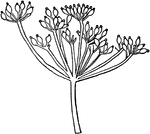 "Umbel is formed when the secondary axes originate from the same point on the stem, and rise to nearly the same height. The whole is called a universal umbel. If the secondary axes develop tertiary ones in the same manner, each is called a partial umbel."&mdash;Darby, 1855