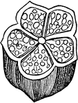 "When the ovary is composed of several carpels, the carpels are arranged with the midrib placed outwardly, and the margins turned inward toward the center, as seen in the transverse section of the Hibiscus, which is composed of five carpels, with their margins meeting in the center, forming a central placenta, to which the seeds are attached."
