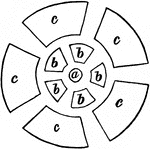 "When the carpels consist of several whorls on the same plane, the individuals of contiguous whorls follow the same law of alternation, as is exhibited in Fig. 133, in which a represents the axis, b b the whorl contiguous to it, and c c the exterior whorl."&mdash;Darby, 1855