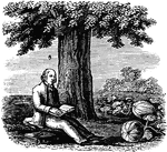 "A philosopher, seating himself under an oak tree, and viewing its massiveness, could not understand why so large a tree should produce such small fruit. 'There,' said he, 'is the pumpkin, growing on a slender vine; how much better it would be, if that vine bore acorns, and the great tree the pumpkins; then there would be some harmony and fitness in nature.' As he was meditating on this subject, and examining some ancient theories on the works of creation, an acorn dropped on his head and broke up the train of his reflections. 'How foolish and short-sighted I am, to question the wisdom of Providence,' thought the philosopher, 'if the acorn had been a pumpkin, my head would have been broken.'"&mdash;Barber, 1857