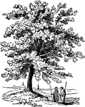 A small deciduous tree, native to the Mediterranean region. It produced the earliest-known form of turpentine, and was used in medicine by the ancient Greeks.