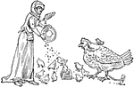 "Feeding chickens in the fourteenth century, as pictured in an old psalter."&mdash;Gordy, 1912