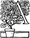 A capital letter A with a leafy decoration.