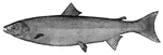 Picture of an Atlantic salmon.