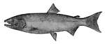 Picture of a California salmon.