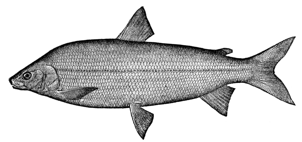 whitefish-clipart-etc