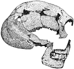 "One of two skulls discovered in 1886 in the cave of Spy (Belgium). Notice the prominent eyebrow ridges, the low, retreating forehead, the strong and well-developed lower jaw."&mdash;Webster, 1913
