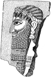 A native to the ancient kingdom of Assyria.