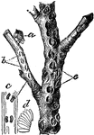 "The Buffalo Tree-Hopper and its work: a, Adult; b, Fresh egg slits; c, Eggs in slits, natural size; d, Eggs enlarged; e, Scars produced by egg slits."&mdash;The Federal Digest, 1921