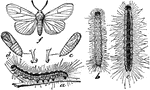 The Fall Webworm and its stages of life, including the caterpillar, pupae, and moth.