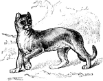 A genus of animal that contains the cougar and jaguarundi.