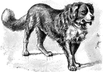 A large breed of dog from the Italian and Swiss Alps.