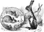 Rabbits and hares.