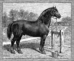 A large horse bred for hard, heavy tasks.