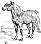 A breed of pony used for riding, driving, and pack purposes.