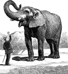 A famous large African Bush Elephant used in the P. T. Barnum circus.