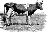 A breed of cattle that is commonly known as the world's highest production dairy animal.