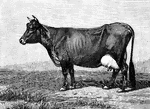 A small breed of dairy cattle.