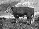 A breed of cattle used primarily for beef.
