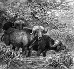 A pair of African buffaloes.
