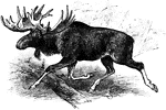 The largest extant species in the deer family.