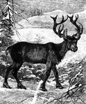 Also known as the caribou. It is part of the deer family, commonly found in the Artic and Subartic.