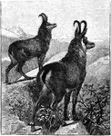 A goat-antelope species commonly found in Europe.