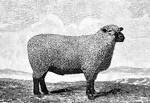 A small British sheep raised primarily for meat.