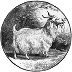 A breed of domestic goat.