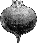A species of beet, with a deep blood-red flesh and smooth skin.