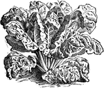 A leafy vegetable grown primarily for its edible roots.