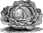 "The Savoy cabbages have wrinkled leaves and have a peculiar flavor that is much liked by most people. They are improved in quality by a slight touch of frost."&mdash;Rawson, 1892