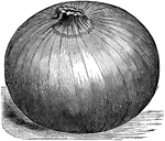 A traditional yellow onion.