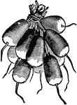 A variety of radish with a red skin and white splash at the root end. It is typically slightly milder than other summer varieties, but is among the quickest to turn pithy.