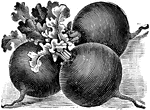 A variety of radish, with a round shape.