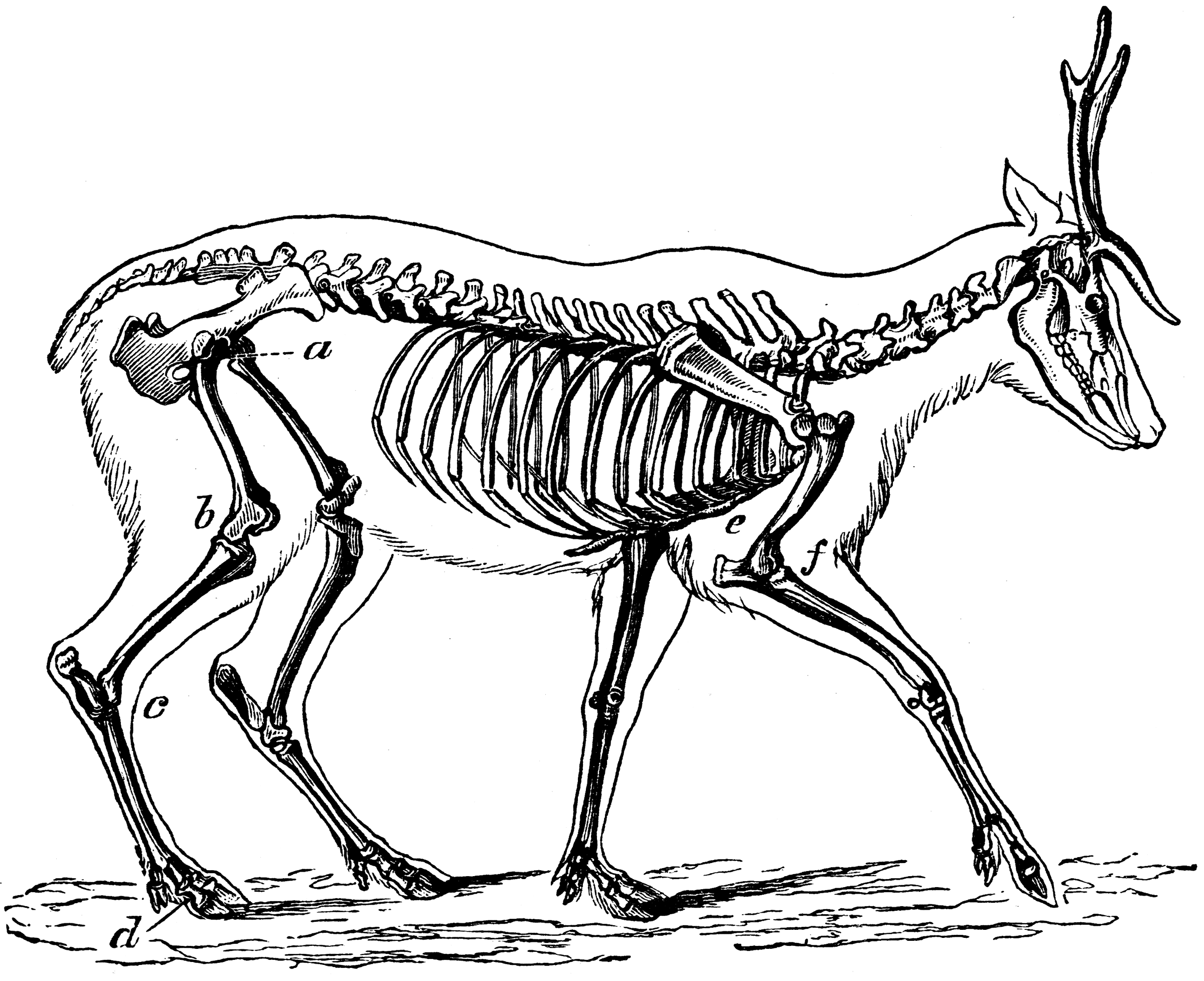 Skeleton of the Deer | ClipArt ETC