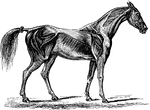 The superficial muscles in a horse.