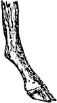 An extreme form of a compressed foot, typically seen in the deer and ox. It is useful for land transit.