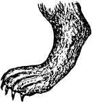 The foot of an otter, which is serviceable in and out of the water.