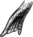 "Foot of the seal, which opens and closes in the act of natation, the organ being folded upon itself during the non-effective or return stroke, and expanded during the effective or forward stroke. Due advantage is taken of this arrangement by the seal when swimming, the animal rotating on its long axis, so as to present the lower portion of the body and the feet obliquely to the water during the return stroke, and the flat, or the greatest available surface of both, during the effective or forward stroke."&mdash;Pettigrew, 1874