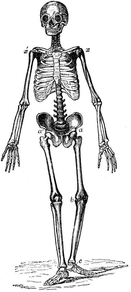 clip art of human skeleton - photo #4