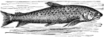 "The salmon swimming leisurely. The body, it will be observed, is bent in two curves, one occurring towards the head, the other towards the tail. The shape of the salmon is admirably adapted for cleaving the water."&mdash;Pettigrew, 1857