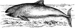 A small cetacean that is related to whales and dolphins.