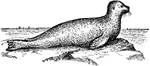 "The seal, adapted principally for water. The extremities are larger than in the porpoise and manatee."&mdash;Pettigrew, 1874