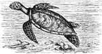 "The turtle, adapted for swimming and diving, the extremities being relatively larger than in the seal, sea-bear, and walrus. The anterior extremities have a thick anterior margin and a thin posterior one, and in this respect resemble wings."&mdash;Pettigrew, 1874