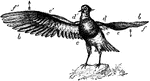 "The Lapwing with one wing fully extended, and forming a long lever; the other being in a flexed condition and forming a short lever."&mdash;Pettigrew, 1874