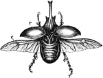 A species of beetle found in tropical Africa.