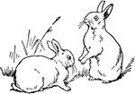 Two rabbits.