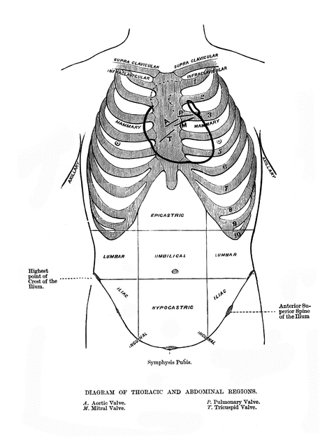 Thoracic and Abdominal Regions | ClipArt ETC