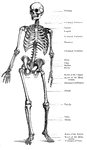 Human skeleton standing upright.